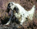Setter Anglais VRAC DE CAZAOUS Setter Anglais VRAC DE CAZAOUS